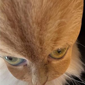 Meet your Posher, Luis